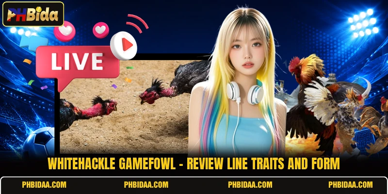Whitehackle Gamefowl - Review Line Traits And Form